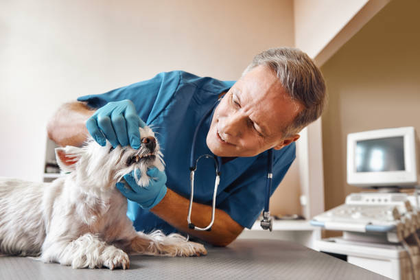Best Weekend Emergency Dentist in Cutlerville, MI